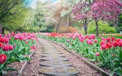 Learn How to Landscape a Small Front Yard on a Bit of a Budget