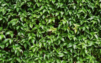 Individual Vines to Grow Along Your Fence During Spring and Summer