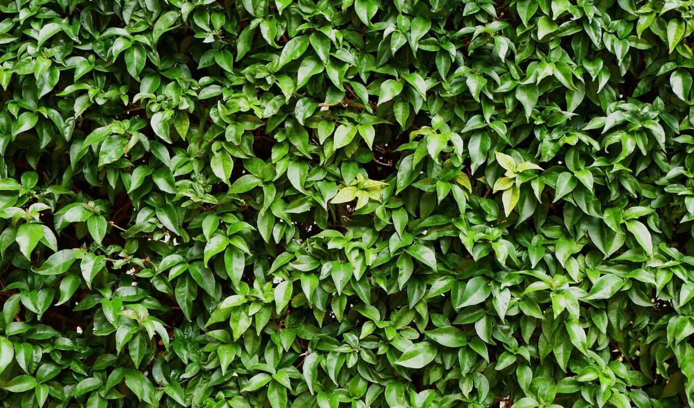 green wall, fencing for privacy