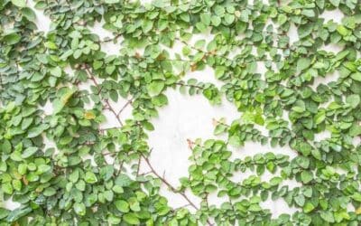 3 Best Evergreen Vines to Grow Along Your Fence