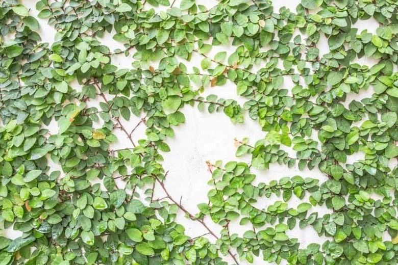 vines for a fence, fencing for privacy